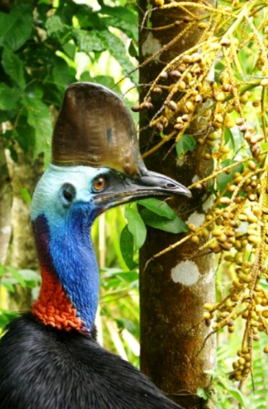 Cassowary and palm fruit