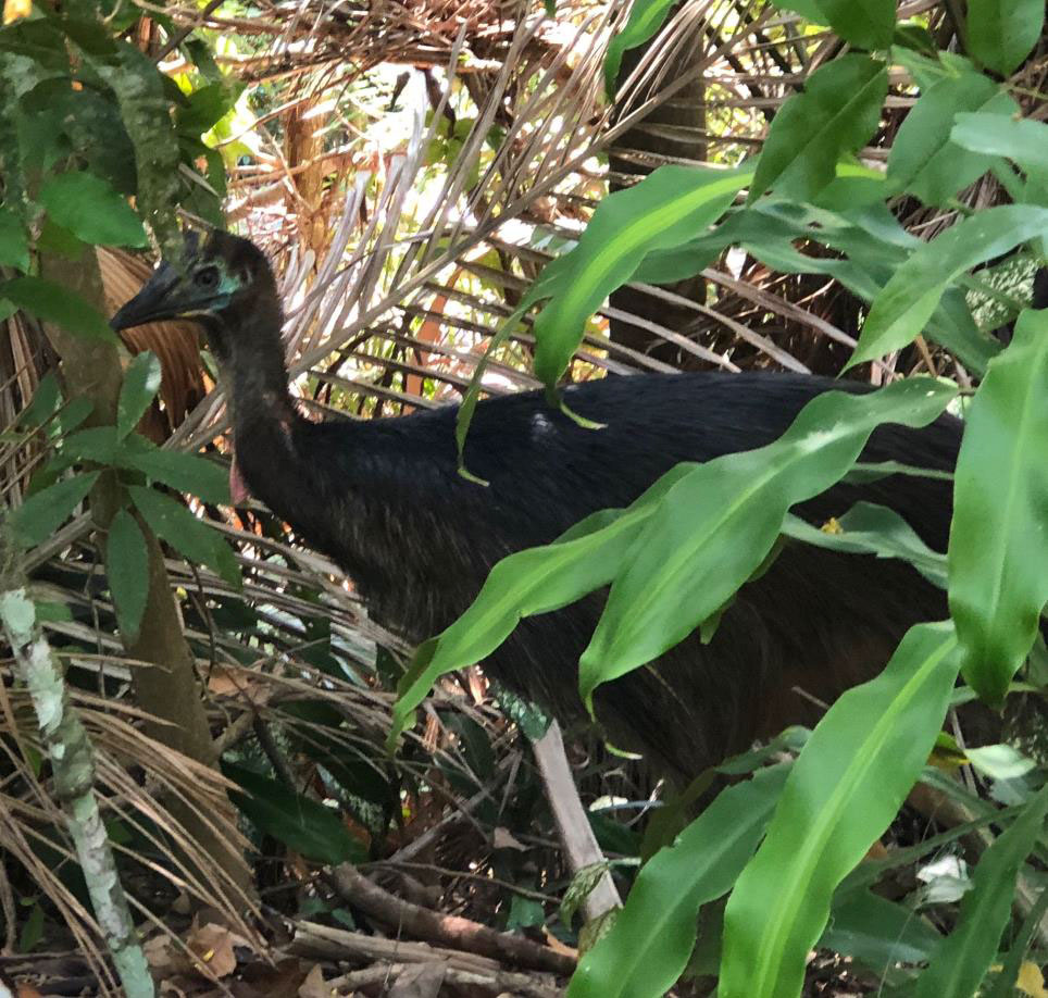 A young Southern Cassowary south of the Daintree River on the Nightwings property
